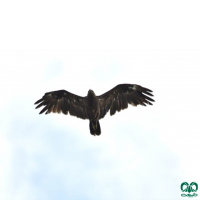 گونه عقاب خالدار کوچک Lesser Spotted Eagle